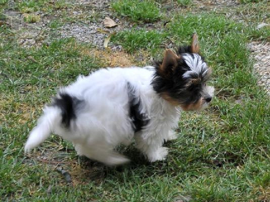 PoulaTo: δύο κουτάβια biewer yorkshire terrier ψάχνουν για ένα νέο σπίτι.